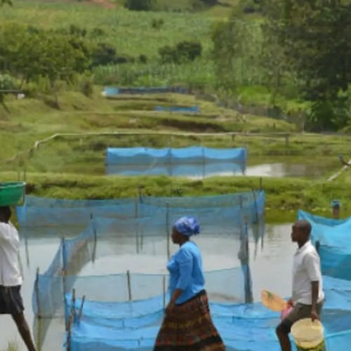 fao-fishing-tilapia1.jpg
