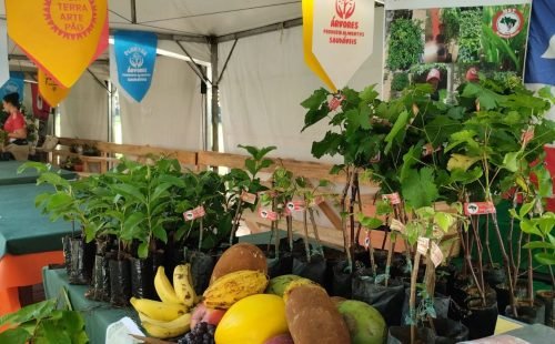 feira_do_mst_-_1a_materia01.jpg
