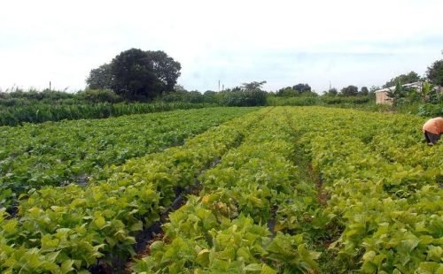 lavoura_agricultura_familiar.jpg