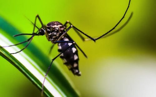 mosquito-4998145.jpg