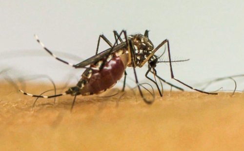 mosquito_.jpg