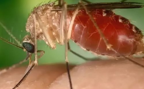mosquito_maruim_.jpg