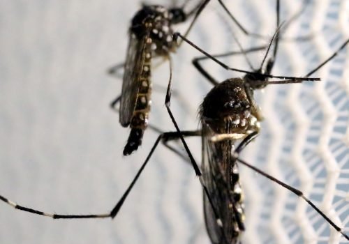 mosquitos_aedes_aegypti_dengue.jpg