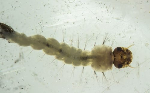 mosquitos_com_wolbachia6.jpg