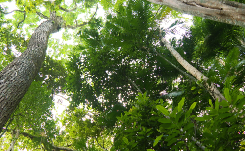 nossos_biomas_mata_atlantica_02.png