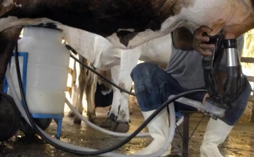 ordenha_de_vaca.jpg