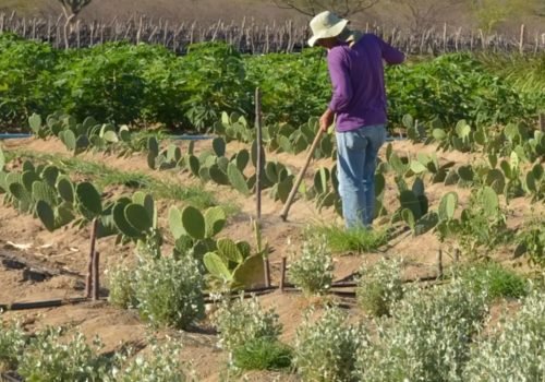 produtor_rural_no_semiarido.jpg